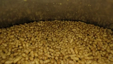 Bird food on pack macro shoot with probe lens track in and out Stock Footage 247649252