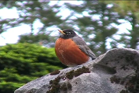 Bird Video stock 393074