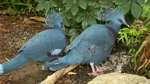 Bird.. Stock Footage 511486