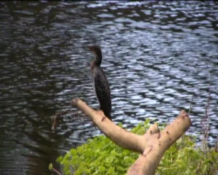 Bird Stock Footage 558081