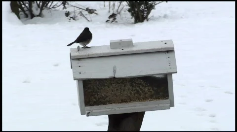 Bird Video stock 609711