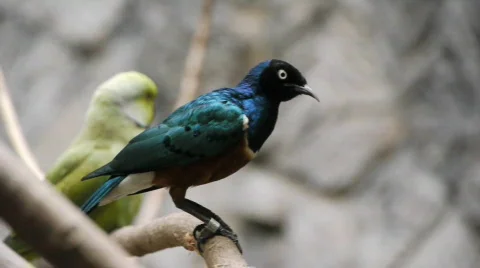 Bird Stock Footage 618555