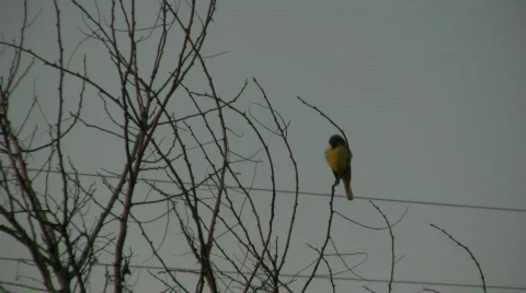 Bird Stock Footage 737997