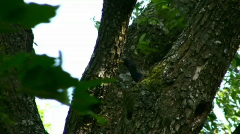 Bird Stock Footage 857361