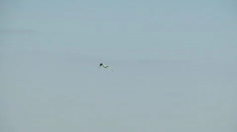 Bird Stock Footage 862664