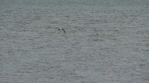 Bird Stock Footage 864166