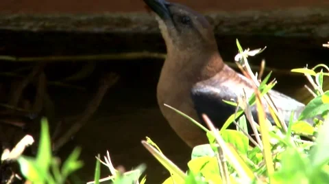 Bird 스톡 동영상 1088347