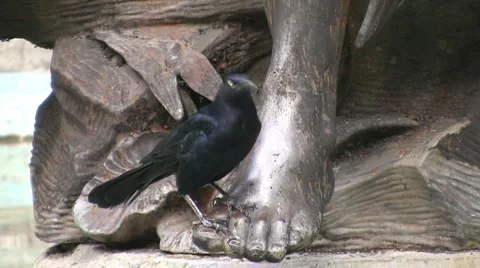 Bird Video stock 2525335