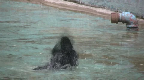 Bird Stock Footage 2525852