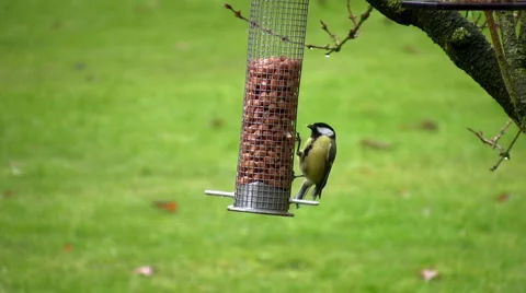 Bird Stock Footage 7028637