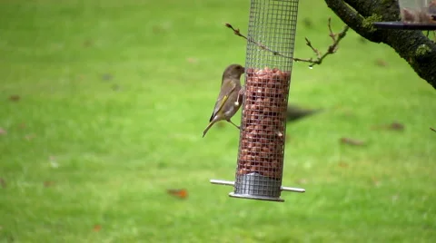 Bird Vídeo Stock 7034084