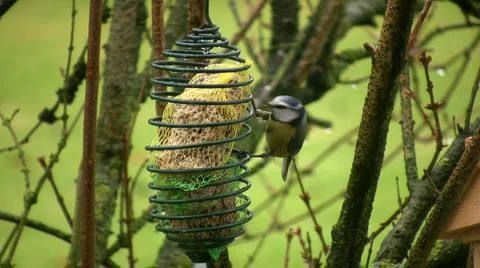 Bird Видео 7039015