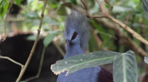 Bird Stock Footage 7763133