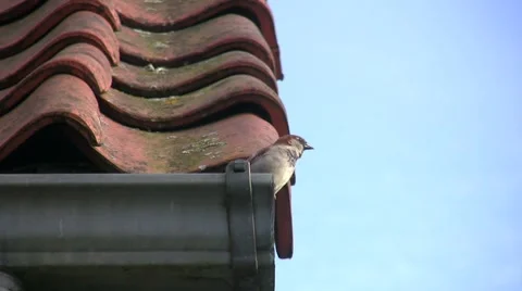 Bird Video stock 7766062