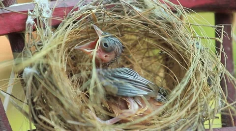 Bird. Stock Footage 8589369