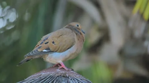 Bird Video stock 8926745