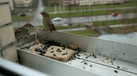 Bird Stock Footage 9573087