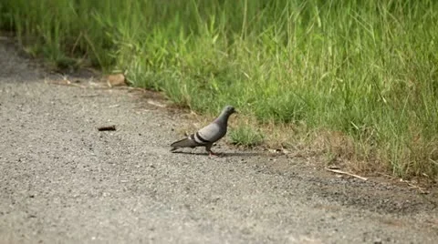 A BIRD 動画素材 12303383