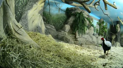 Bird Stock Footage