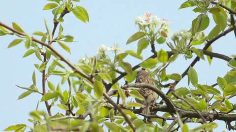 Bird Stock Footage
