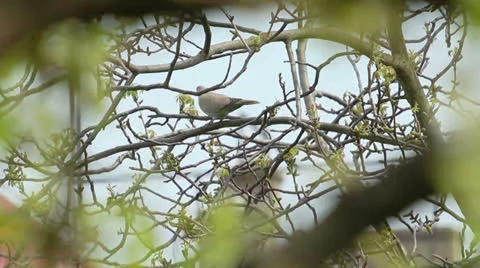 Bird Stock Footage 23139363