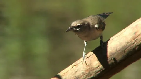 A bird Stock Footage 25174596