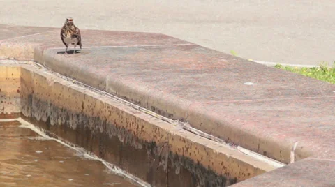 Bird Stock Footage 31745085