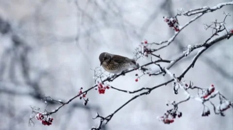 Bird Stock Footage 33054599