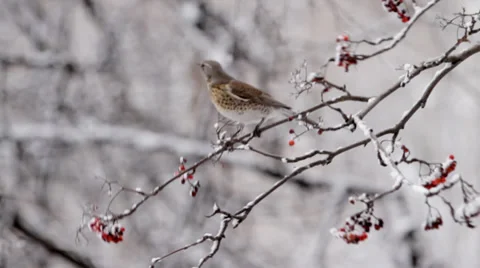 Bird Stock Footage 33054643