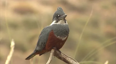 THE BIRD Stock Footage 51471443