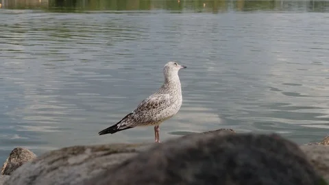 Bird Stockbeeldmateriaal 79604607