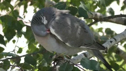 Bird Vidéo 79606022