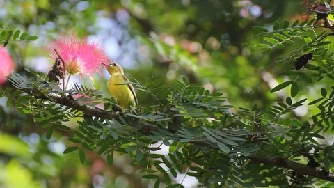 Bird	 Stock Footage 81626106