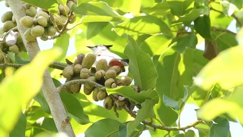 Bird	 Stock Footage 81626269