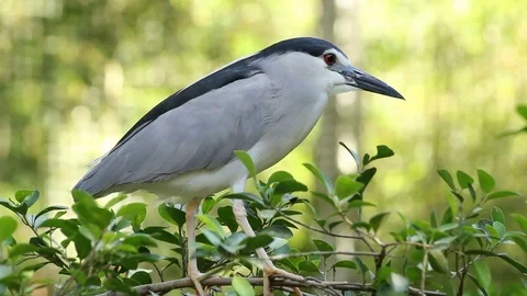 Bird Stock Footage 81627759