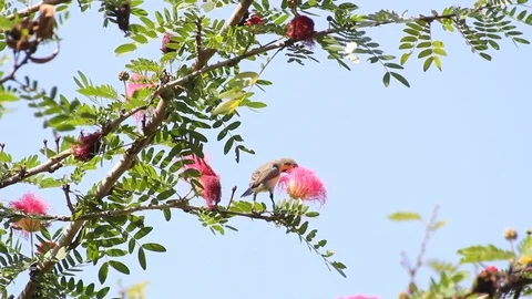 Bird Stock Footage 81627996