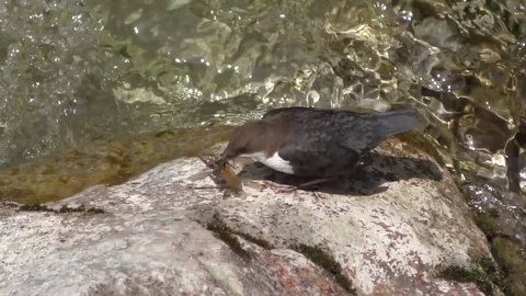 Bird 스톡 동영상 82410899