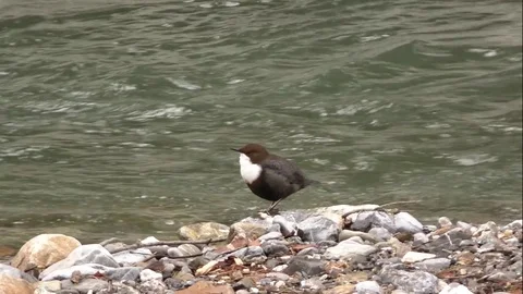 Bird 스톡 동영상 82410912