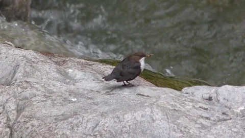 Bird 스톡 동영상 82410913