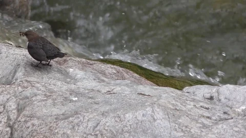 Bird Video stock 82410915