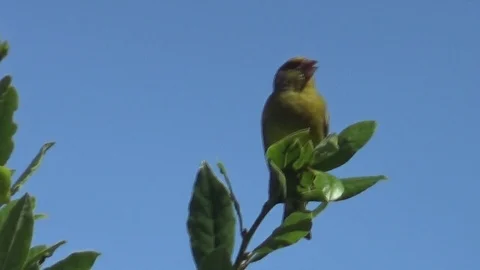 Bird Stock Footage