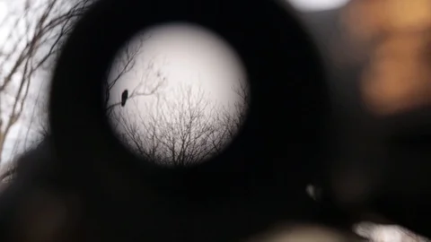 Bird Video stock 104975992