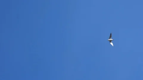 Bird 動画素材 106465013