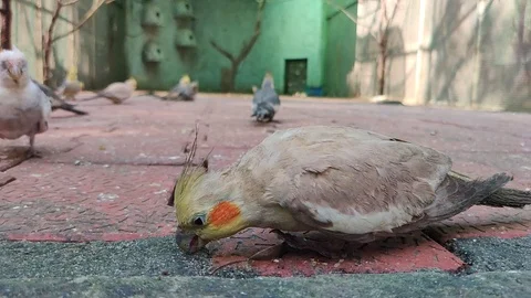 Bird Stock Footage 118087155