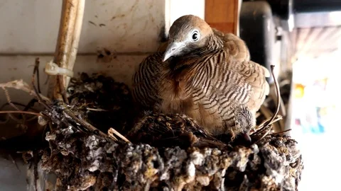 Bird Stock Footage 121499859