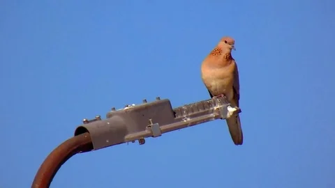 Bird Stock Footage 128624144