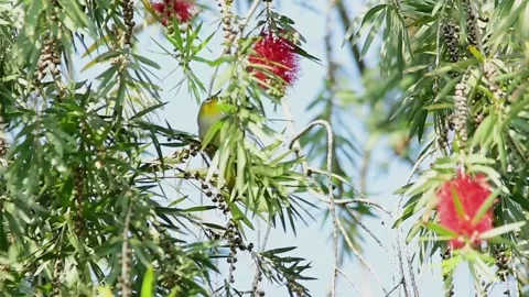 Bird Stock Footage 130964464