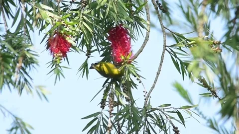 Bird Stock Footage 130964482