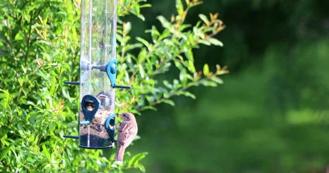 Bird Vídeos de archivo 131171583