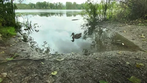 Bird Stock Footage 139897787